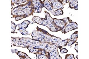 IHC analysis of COX6B1 using anti-COX6B1 antibody (ABIN7603206).