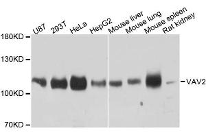 Western blot analysis of extracts of various cell lines, using VAV2 antibody. (VAV2 抗体)