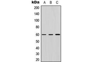Western blot analysis of ZNF496 expression in HEK293T (A), Raw264. (ZNF496 抗体  (N-Term))
