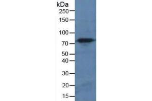 Western Blotting (WB) image for Calpain 1 (CAPN1) ELISA Kit (ABIN6720475)