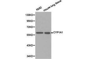 Western Blotting (WB) image for anti-Cytochrome P450, Family 1, Subfamily A, Polypeptide 1 (CYP1A1) antibody (ABIN1872160) (CYP1A1 抗体)