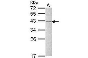 AP19041PU-N hnRNP-C1/C2 antibody staining of Raji whole cell lysate (30 µg) at 1/1000 dilution, 12% SDS PAGE. (HNRNPC 抗体  (N-Term))