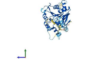 Protein Structure (PS) image for C1GALT1-Specific Chaperone 1 (C1GALT1C1) (AA 1-318) protein (His tag) (ABIN7552852)