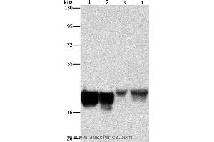 Western blot analysis of Hela and 293T cell, mouse liver tissue and NIH/3T3 cell, using AUP1 Polyclonal Antibody at dilution of 1:500 (Ancient Ubiquitous Protein 1 抗体)