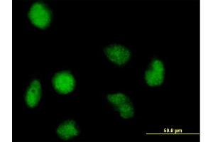 Immunofluorescence of purified MaxPab antibody to FAM50A on HeLa cell. (FAM50A 抗体  (AA 1-339))
