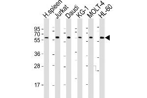 Western Blotting (WB) image for anti-Interleukin 2 Receptor, gamma (IL2RG) (AA 76-101), (N-Term) antibody (ABIN653403)