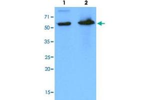 Western Blot analysis of Lane 1: HeLa and Lane 2: 293T cell lysates with PDZK1 monoclonal antibody, clone AT1A2 . (PDZK1 抗体  (AA 1-519))