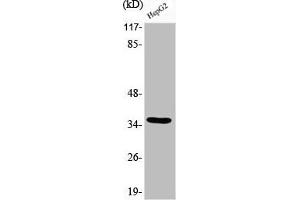 Western Blot analysis of HepG2 cells using Phospho-C/EBP β (T235) Polyclonal Antibody (CEBPB 抗体  (pThr235))