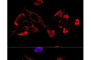 Confocal immunofluorescence analysis of U2OS cells using UQCR10 Polyclonal Antibody at dilution of 1:100. (UQCR10 抗体)