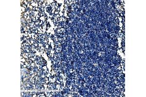 IHC analysis of SCF/KITLG using anti-SCF/KITLG antibody (ABIN5519022). (KIT Ligand 抗体  (AA 26-190))