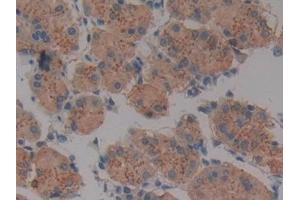 Detection of CD40 in Human Stomach Tissue using Polyclonal Antibody to Tumor Necrosis Factor Receptor Superfamily, Member 5 (CD40) (CD40 抗体  (AA 26-187))