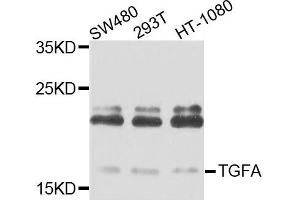 Western blot analysis of extracts of various cells, using TGFA antibody. (Pro-TGF-alpha 抗体)