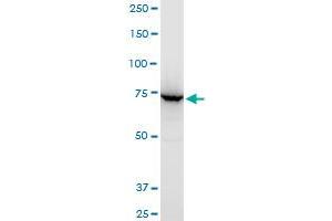Western Blotting (WB) image for anti-ATP-Binding Cassette, Sub-Family B (MDR/TAP), Member 6 (ABCB6) (AA 743-842) antibody (ABIN564346)