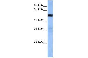 TRAF3IP3 antibody used at 1 ug/ml to detect target protein. (TRAF3IP3 抗体  (Middle Region))