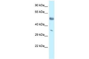 Western Blot showing Mkx antibody used at a concentration of 1. (MKX 抗体  (C-Term))
