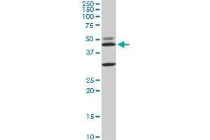 MAPK3 monoclonal antibody (M05), clone 3D6. (ERK1 抗体  (AA 279-379))