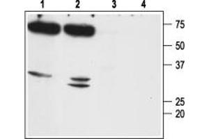 Western blot analysis of mouse (lanes 1 and 3) and rat (lanes 2 and 4) kidney membranes: - 1,2. (Aquaporin 7 抗体  (Intracellular, N-Term))