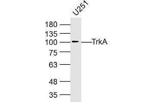 U251 lysates probed with TrkA Polyclonal Antibody, Unconjugated  at 1:300 dilution and 4˚C overnight incubation. (TRKA 抗体  (AA 725-821))