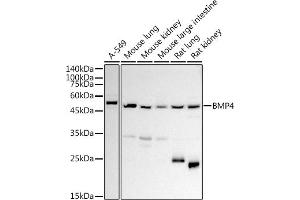 Western blot analysis of extracts of various cell lines, using BMP4 antibody (ABIN3022143, ABIN3022144, ABIN3022145 and ABIN6218628) at 1:1000 dilution. (BMP4 抗体  (AA 30-300))