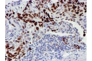 Image no. 3 for anti-WW Domain Containing Transcription Regulator 1 (WWTR1) antibody (ABIN1501763) (WWTR1 抗体)