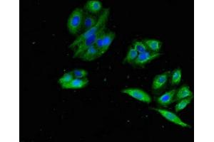 Immunofluorescent analysis of HepG2 cells using ABIN7164485 at dilution of 1:100 and Alexa Fluor 488-congugated AffiniPure Goat Anti-Rabbit IgG(H+L) (GPR22 抗体  (AA 246-307))