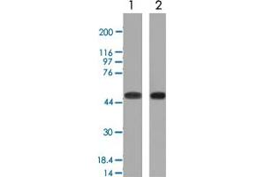 Western Blot (Cell lysate) analysis with NAPSA monoclonal antibody, clone NAPSA/1239 : 1. (NAPSA 抗体)