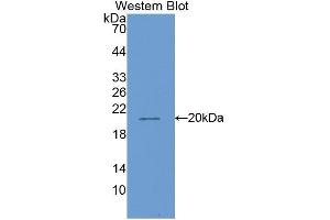 Western Blotting (WB) image for anti-Matrix Metallopeptidase 13 (Collagenase 3) (MMP13) (AA 287-449) antibody (ABIN1859848) (MMP13 抗体  (AA 287-449))