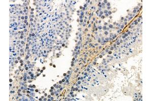 Phospho-NLRP6 (Ser109) Antibody at 1/100 staining Mouse testis tissue by IHC-P.
