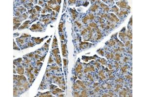 IHC analysis of Gp2 using anti-Gp2 antibody (ABIN7601427). (GP2 抗体  (AA 35-497))