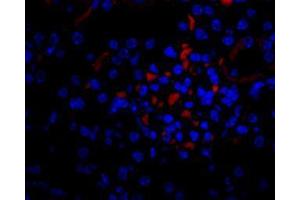 Image no. 1 for anti-Vascular Endothelial Growth Factor A (VEGFA) antibody (ABIN465273) (VEGFA 抗体)