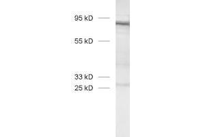 dilution: 1 : 1000, sample: stable GARP transfected Jurkat cells (LRRC32 抗体  (AA 23-612))