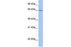 WB Suggested Anti-RXRB Antibody Titration:  0. (Retinoid X Receptor beta 抗体  (N-Term))