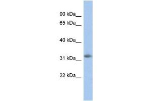 WB Suggested Anti-NGRN Antibody Titration: 0. (NGRN 抗体  (N-Term))