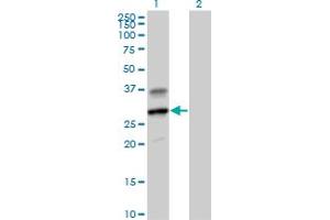 Western Blot analysis of GZMH expression in transfected 293T cell line by GZMH MaxPab polyclonal antibody. (GZMH 抗体  (AA 1-246))