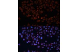 Immunofluorescence (IF) image for anti-Translocase of Outer Mitochondrial Membrane 70 (TOMM70A) (AA 60-340) antibody (ABIN1683089)