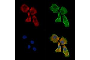 ABIN6265331 and ABIN6278362 staining Hela cells by IF/ICC. (Stanniocalcin 1 抗体  (C-Term))