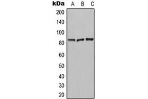 Western blot analysis of Carboxypeptidase N 2 expression in MCF7 (A), HeLa (B), Raw264. (CPN2 抗体  (C-Term))
