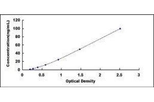 Myxovirus Resistance Protein 1 (MX1) ELISA Kit
