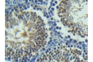 Detection of ANGPT2 in Mouse Testis Tissue using Polyclonal Antibody to Angiopoietin 2 (ANGPT2) (Angiopoietin 2 抗体  (AA 19-147))
