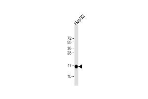 Anti-MGST1 Antibody (Center) at 1:4000 dilution + HepG2 whole cell lysate Lysates/proteins at 20 μg per lane. (MGST1 抗体  (AA 40-71))