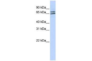 PAPOLG antibody used at 1 ug/ml to detect target protein. (PAPOLG 抗体)