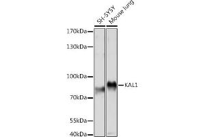 Western blot analysis of extracts of various cell lines, using K Rabbit pAb (ABIN7268068) at 1:1000 dilution. (KAL1 抗体  (AA 200-300))