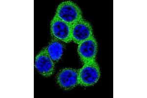 Immunofluorescence (IF) image for anti-Ephrin B2 (EFNB2) antibody (ABIN2996297) (Ephrin B2 抗体)