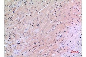 Immunohistochemistry (IHC) analysis of paraffin-embedded Mouse Heart, antibody was diluted at 1:100. (VEGFC 抗体  (Internal Region))