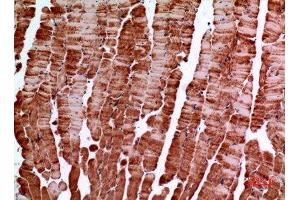 Immunohistochemistry (IHC) analysis of paraffin-embedded Mouse Muscle, antibody was diluted at 1:100. (Amphiphysin 抗体  (C-Term))