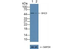 Western Blotting (WB) image for anti-SHC (Src Homology 2 Domain Containing) Transforming Protein 3 (SHC3) (AA 188-433) antibody (ABIN7443536)