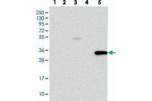 Western blot analysis of Lane 1: RT-4, Lane 2: U-251 MG, Lane 3: Human Plasma, Lane 4: Liver, Lane 5: Tonsil with TRAF3IP3 polyclonal antibody  at 1:250-1:500 dilution. (TRAF3IP3 抗体)