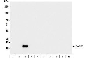 Western Blotting (WB) image for anti-Fatty Acid Binding Protein 3, Muscle and Heart (FABP3) antibody (ABIN7795610)