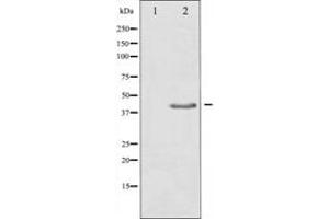 Western blot analysis of extracts from HepG2 cells, using TGF beta Antibody. (TGFB1 抗体  (C-Term))