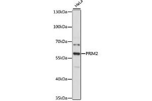Western blot analysis of extracts of HeLa cells, using PRIM2 antibody (ABIN4904852) at 1:3000 dilution. (PRIM2 抗体)